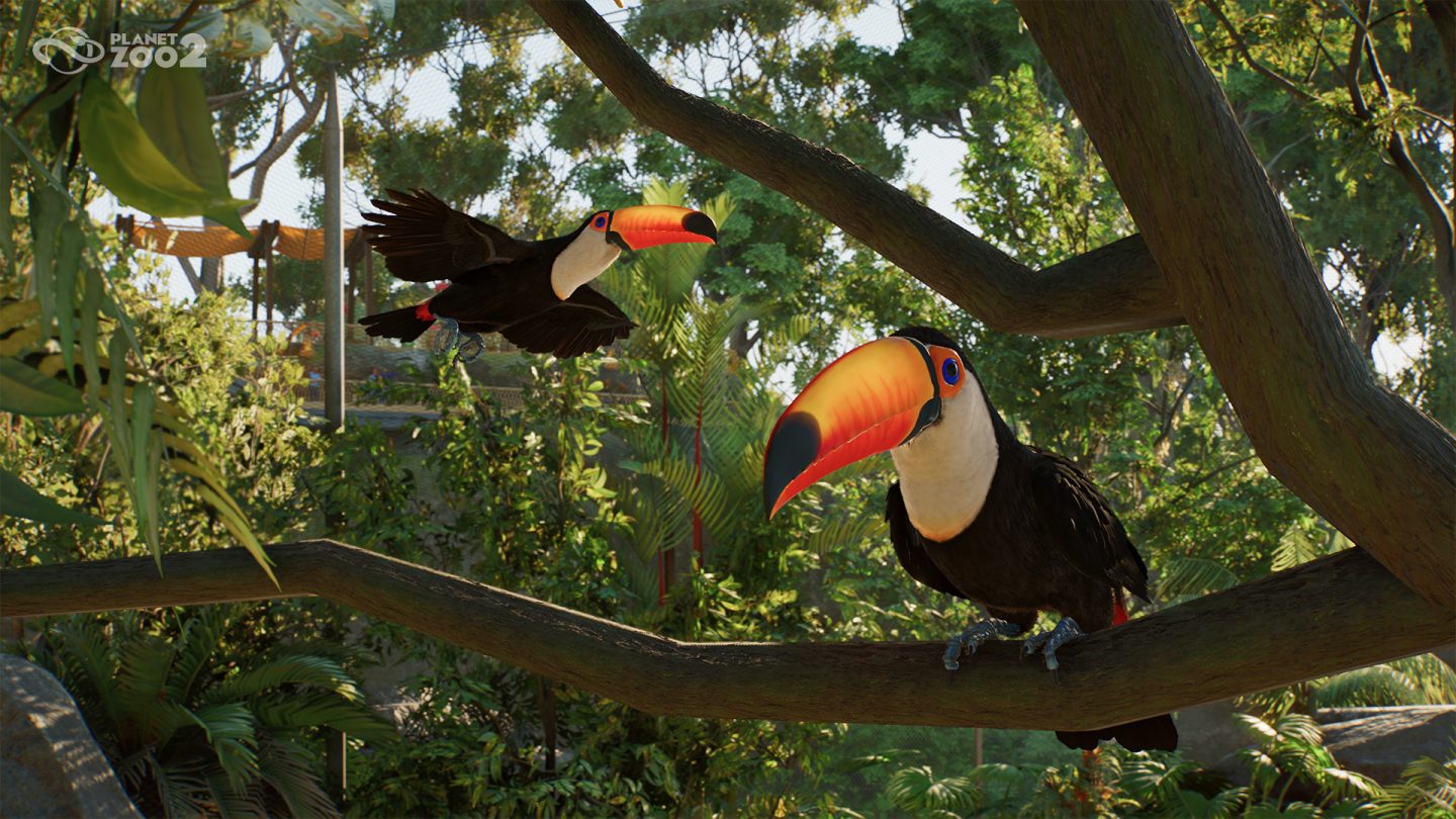 Planet Zoo 2 Toucan